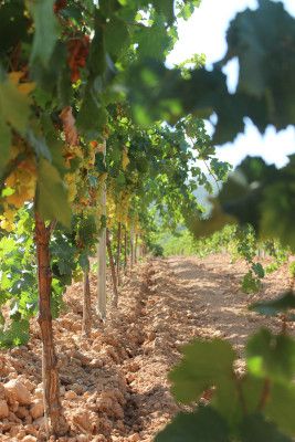 Odoo image and text block